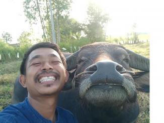 Kerbau Jadi Keluarga