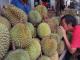 malaysia pertaruh durian
