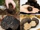 Truffle Kulat Paling Mahal Dunia