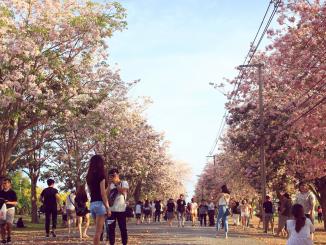 Sakura di Thailand