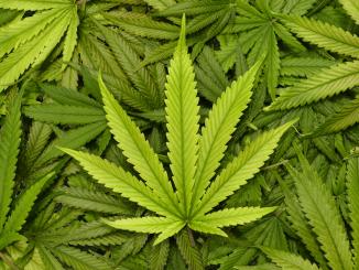 ganja rangsang saraf otak