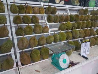 hukum durian timbang