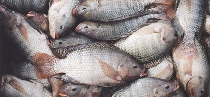 tilapia 2